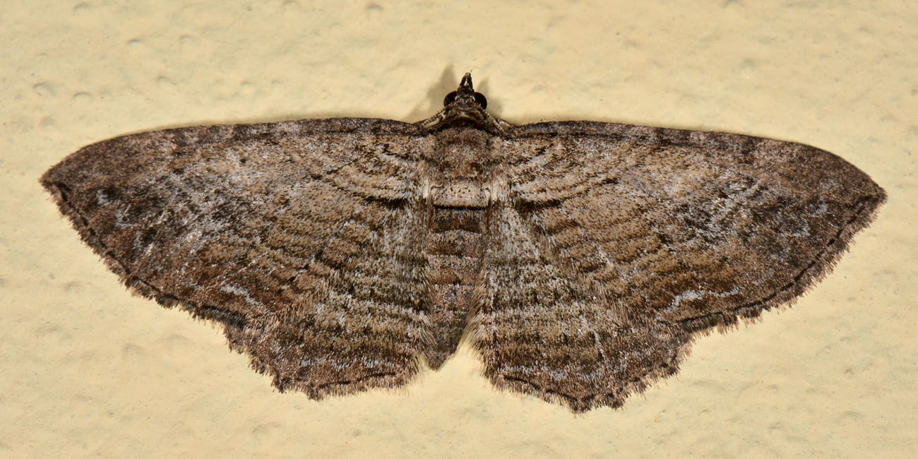Geometridae:  Horisme sp.